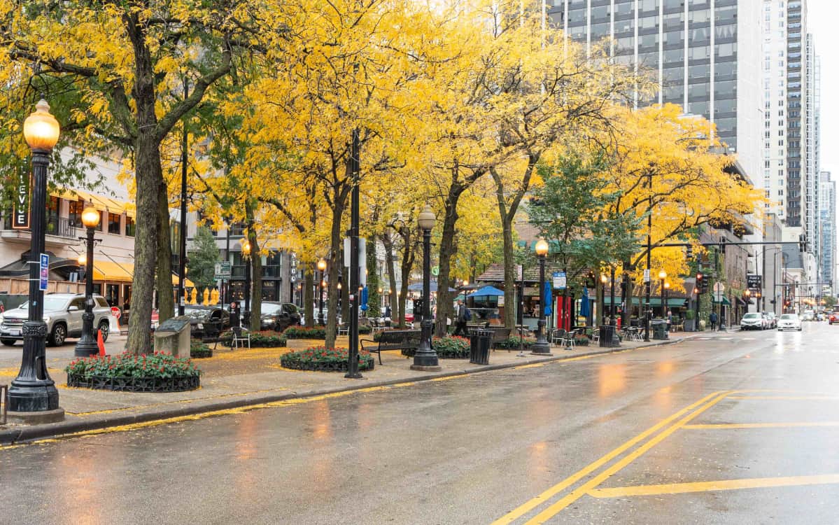 Tree lined street in Chicago's Gold Coast neighborhood on a rainy day in fall, trees have yellow leaves