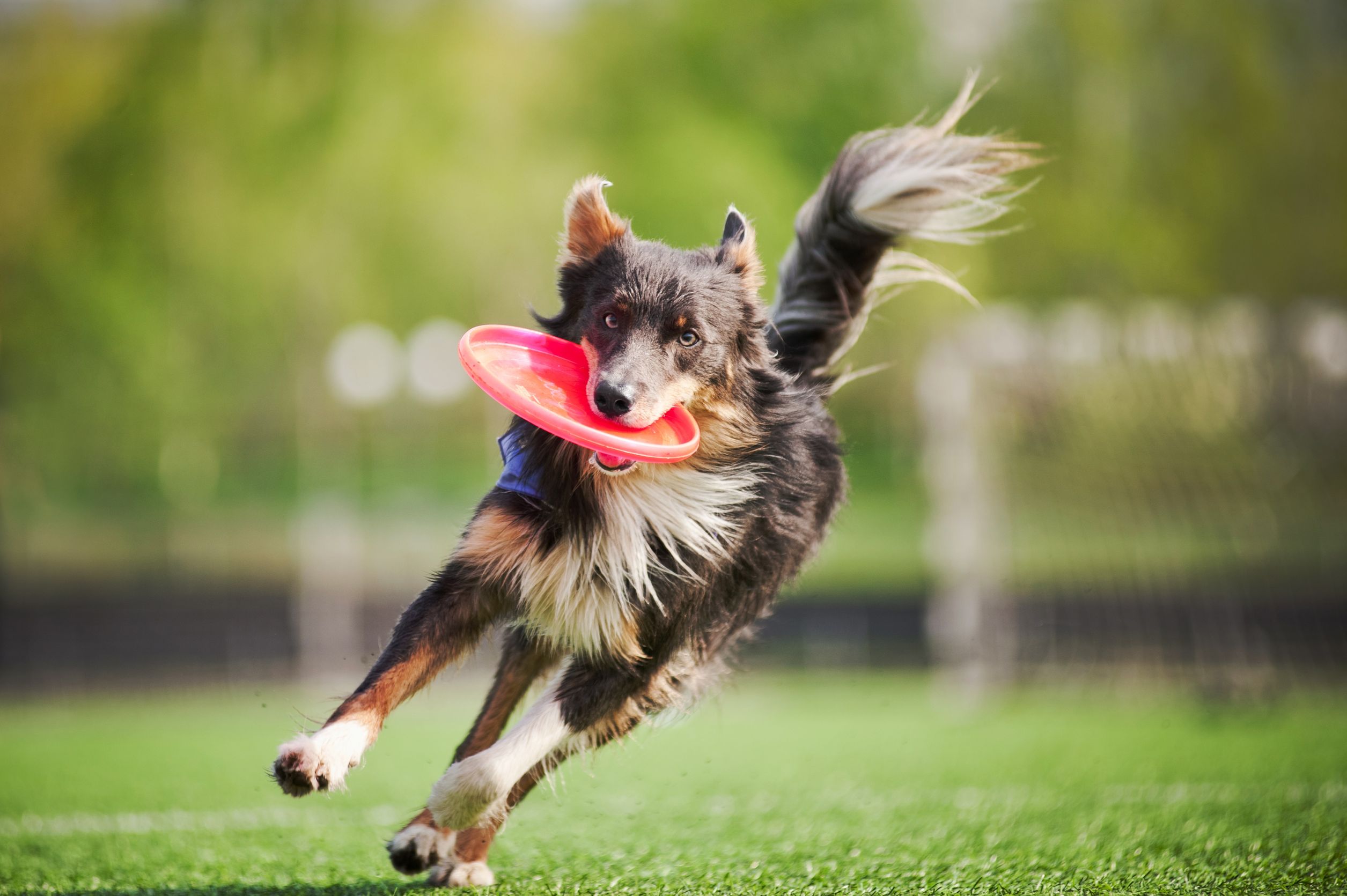 Dog Friendly Parks Abound in South Loop