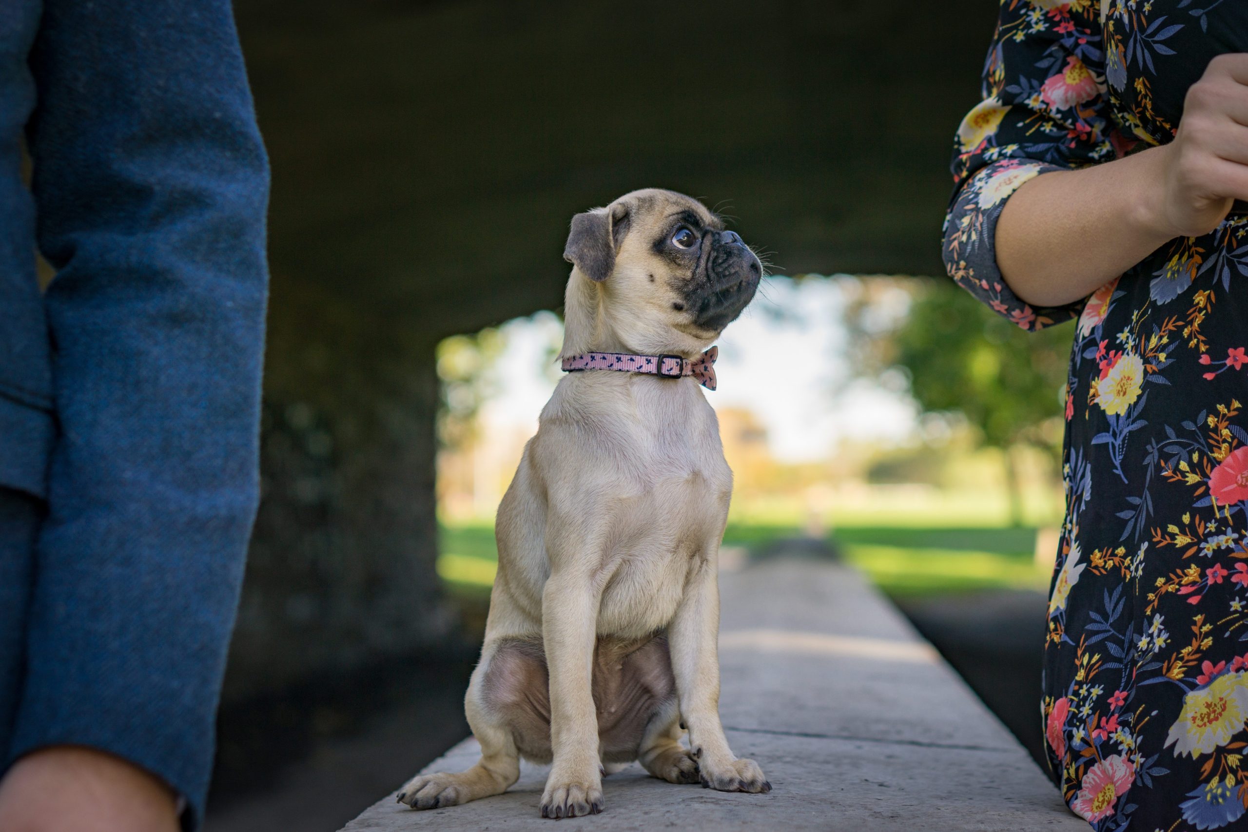 Pug sitting between her humans outside.