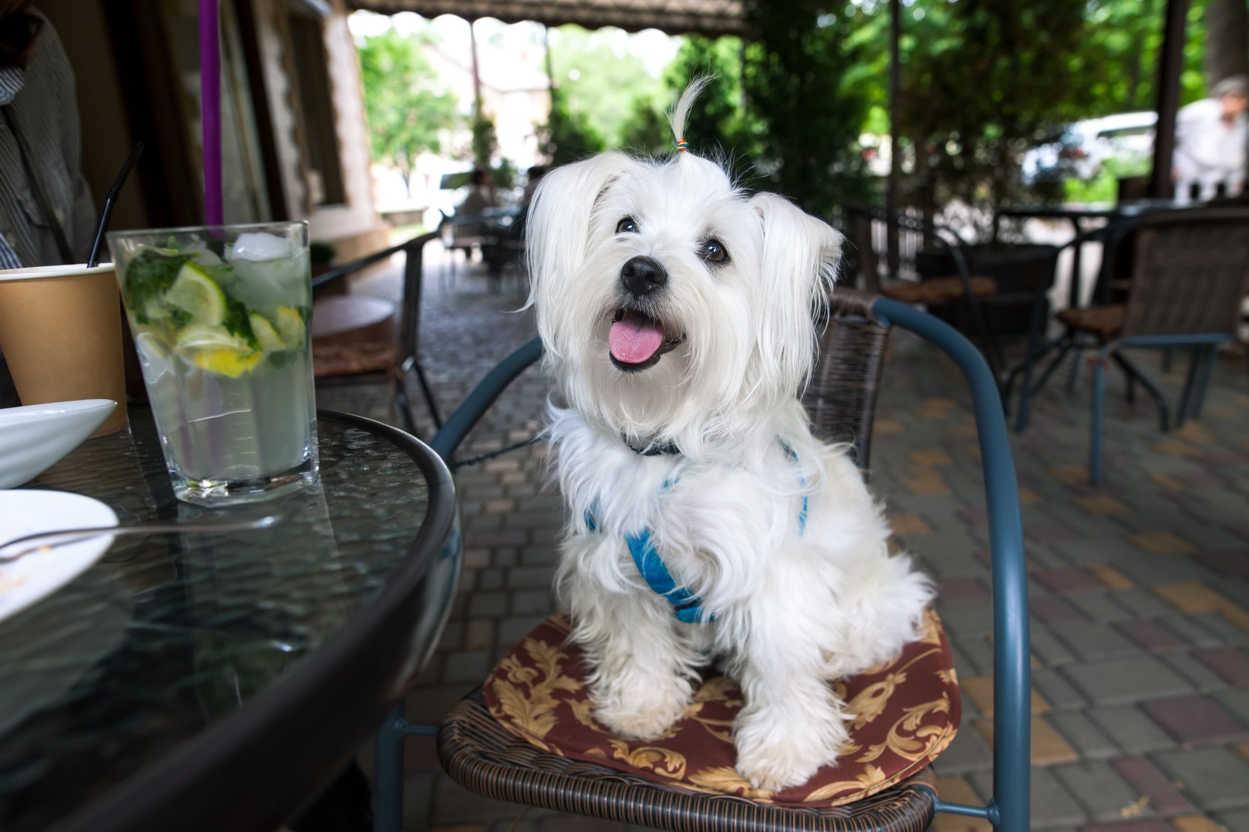 Dog Friendly Restaurants