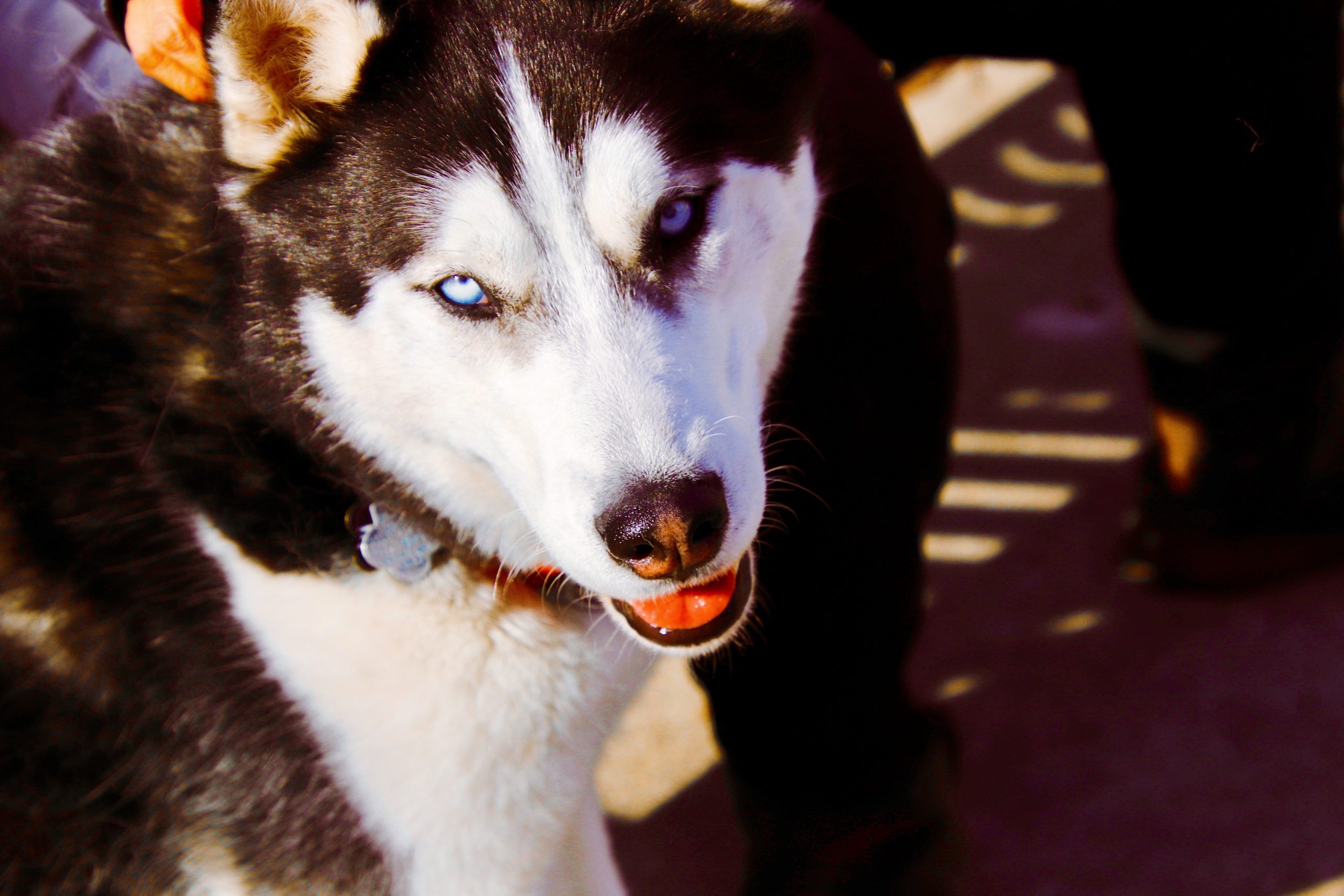 Photo of dog in River North