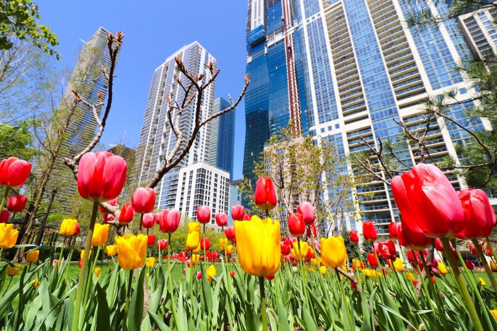 Spring tulips blooming against tall buildings in Chicago's Lakeshore East neighborhood