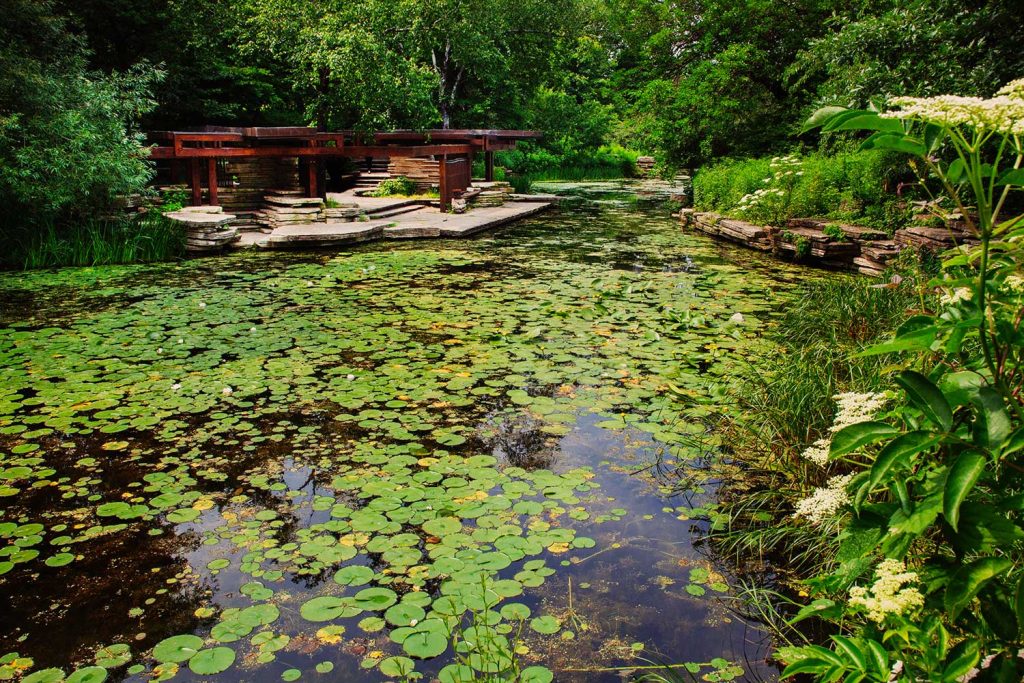 A beautiful lily pond in Chicago's Lincoln Park