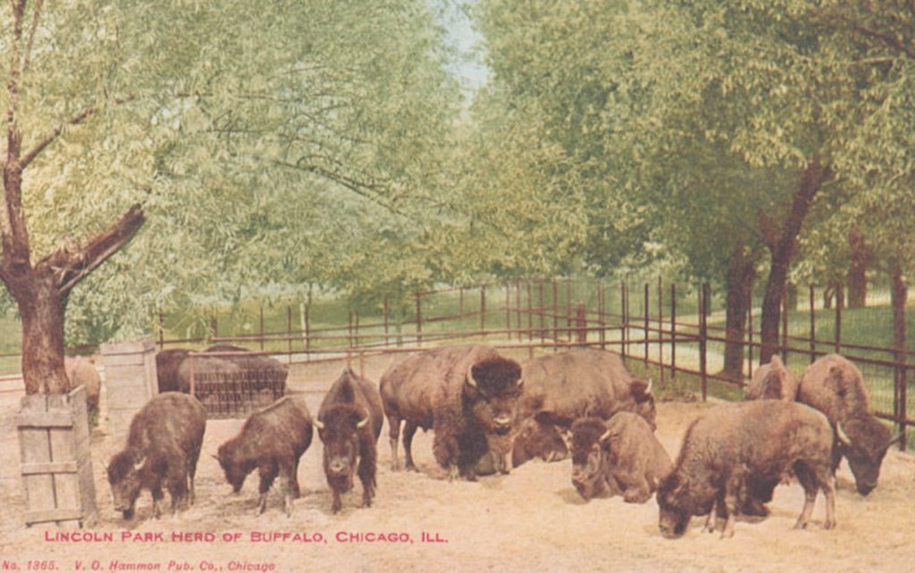 A herd of buffalo at the Lincoln Park Zoo